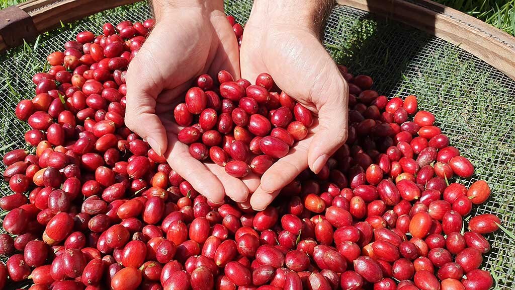 Publicação da Embrapa apresenta estimativas, comparativos de produção, produtividade e preços dos grãos e de outras culturas agrícolas - Gente de Opinião