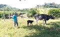 Melhoria genética no rebanho de Alta Floresta do Oeste tem apoio do Sebrae