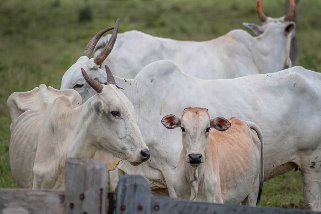 Secretário de agricultura Luiz Paulo comemora os números positivos da agropecuária de Rondônia - Gente de Opinião