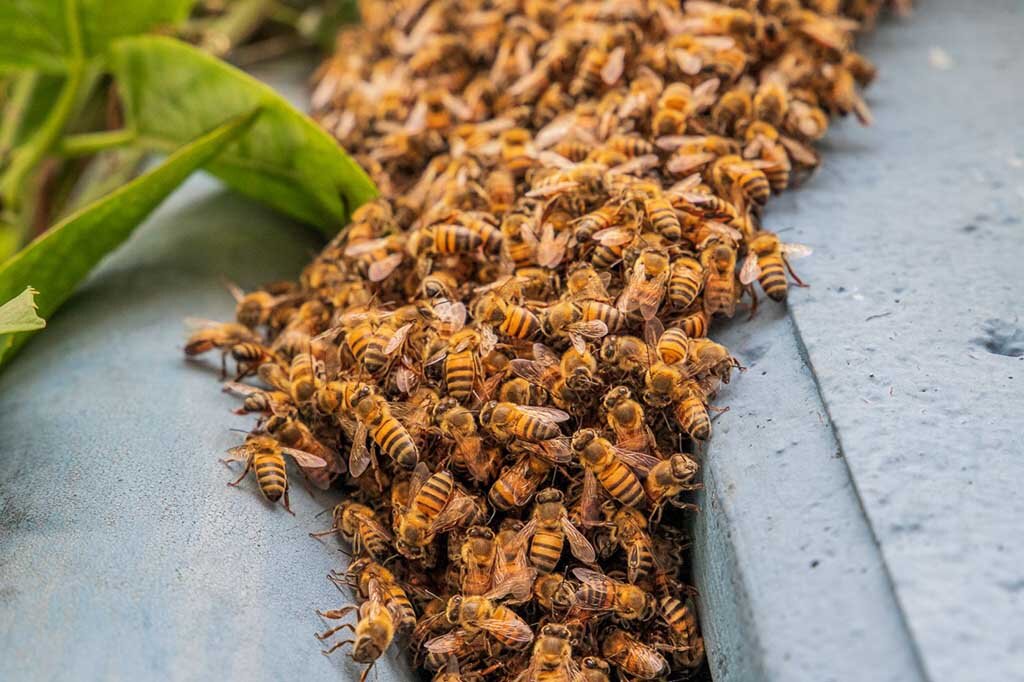 Apicultura é fonte de renda ao pequeno produtor e promove sustentabilidade ambiental - Gente de Opinião