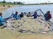 Tambaqui de cultivo é livre de mercúrio