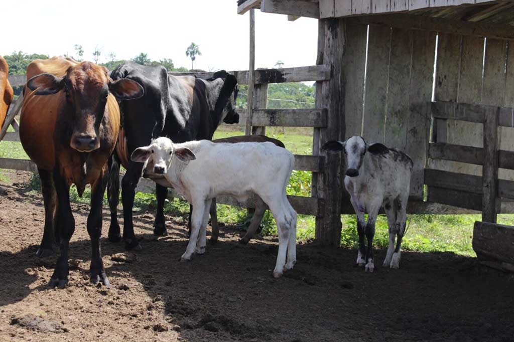 Cuidados da gestação até o nascimento do bezerro ficam por conta do manejo do produtor - Gente de Opinião