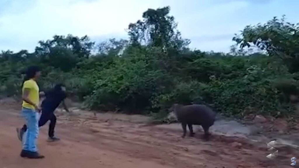 Especialistas afirmam que índios cometem crime ao matar animal a golpes de pedra - Gente de Opinião