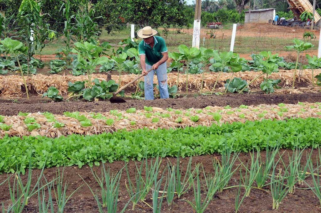 Agricultura familiar desempenha um papel fundamental na segurança alimentar e promovendo a inclusão social no campo. - Gente de Opinião