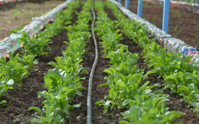 O PAA é uma ferramenta importantes para valorizar agricultura familiar - Gente de Opinião