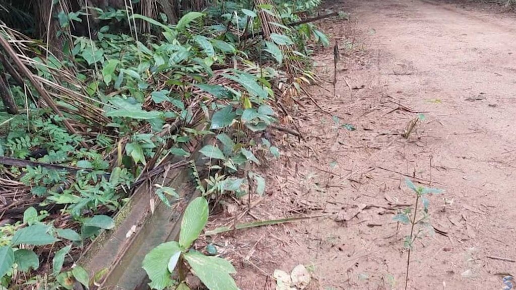 Guajará deixa danificar trecho histórico da EFMM - Gente de Opinião