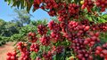 Café Robusta de Rondônia conquista paladar do mundo