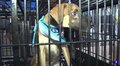 Movimento dos Depressivos Conhecidos incentiva adoção de animais