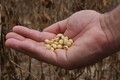 Dia de campo apresenta novas cultivares de soja para Rondônia