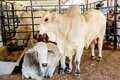 RondoLEITE fortalece desenvolvimento da cadeia produtiva do leite em Rondônia durante a Rondônia Rural Show