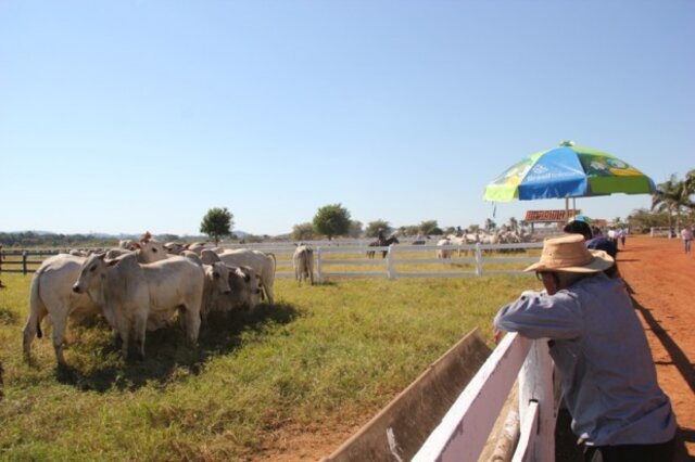 Genética animal deu certo, negócio imobiliário rural não, por intervenção do Incra - Gente de Opinião