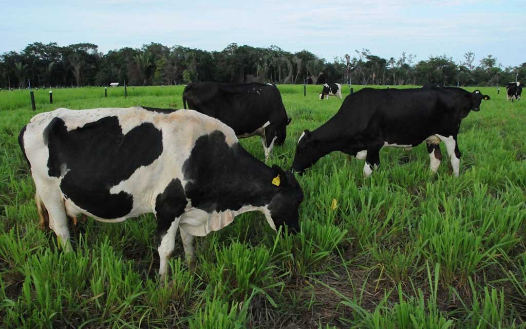 O leite produzido no estado é destaque devido aos investimentos em boas práticas de manejo e qualidade na produção - Gente de Opinião