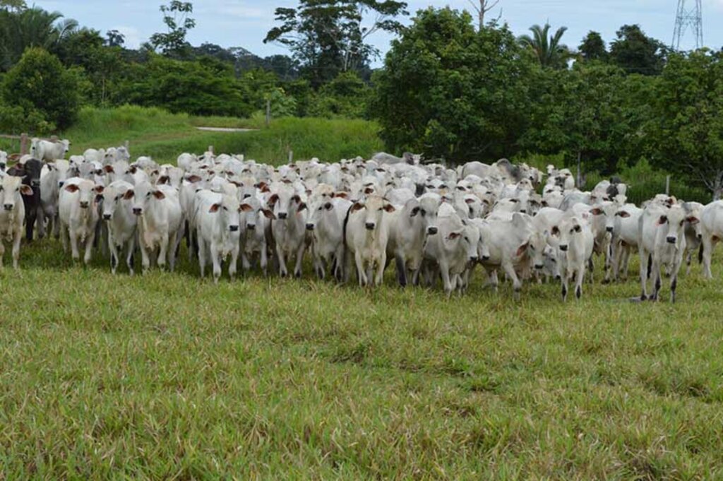 O objetivo é fomentar a gestão dos recursos naturais e fortalecer a transparência nas cadeias produtivas da pecuária e sistemas agroflorestais em Rondônia - Gente de Opinião