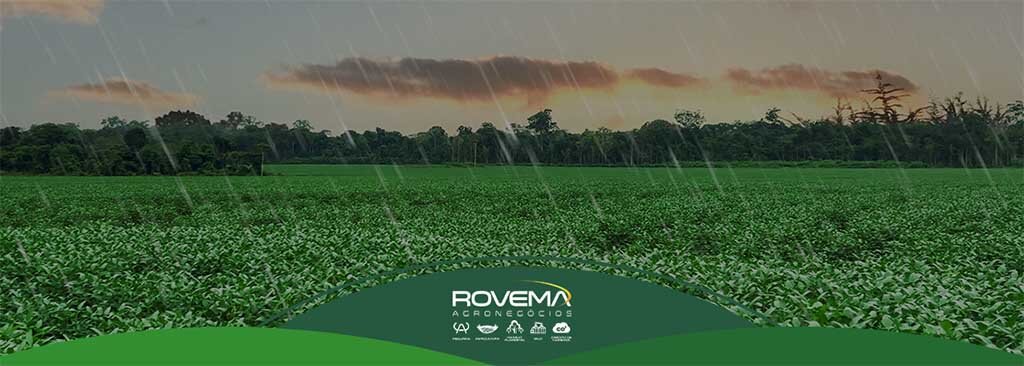 Impactos que a mudança no regime hídrico ocasionou na produção agrícola do Grupo Rovema    - Gente de Opinião