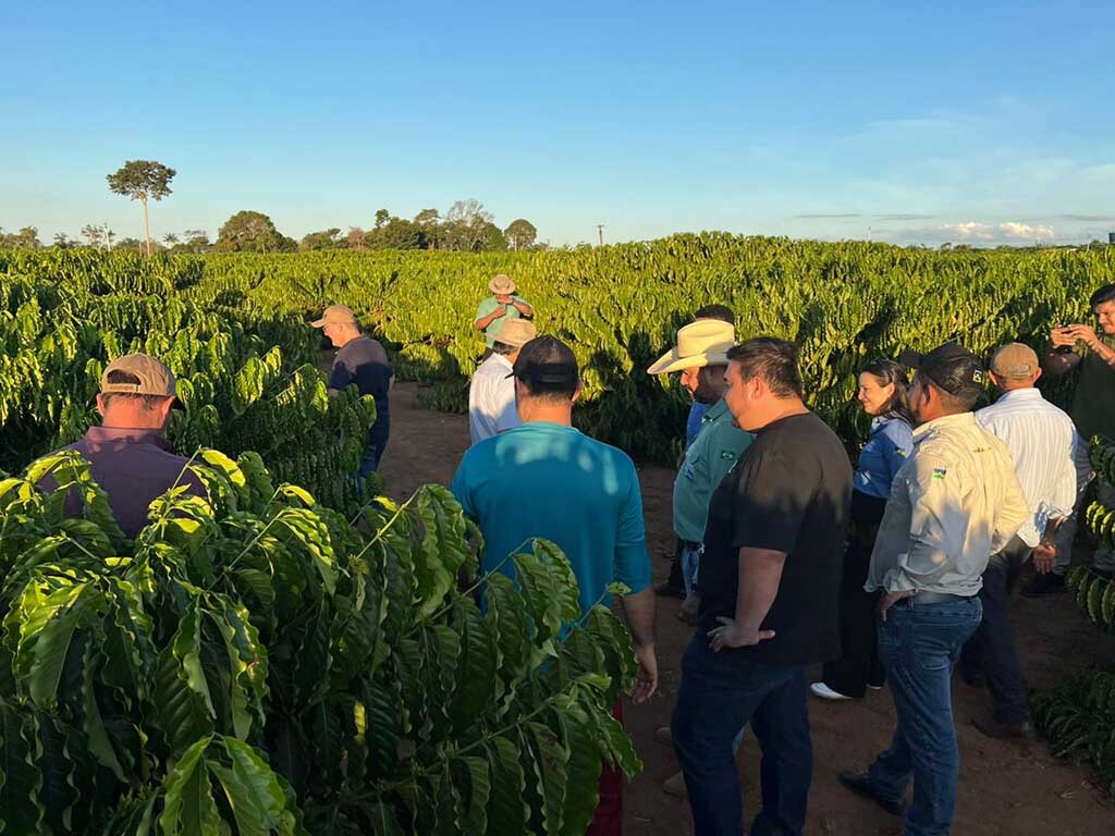 Crescimento da cadeia produtiva do café de Rondônia é destacado por cooperativa de Minas Gerais - Gente de Opinião