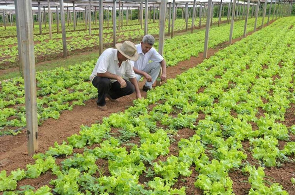 Valores serão aplicados em ações de assistência técnica e extensão rural (Foto: Irene Mendes/ Secom - Governo de Rondônia) - Gente de Opinião