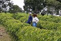 Produtor beneficiado com mudas de café do governo de RO apresenta resultados em Dia Especial do Café