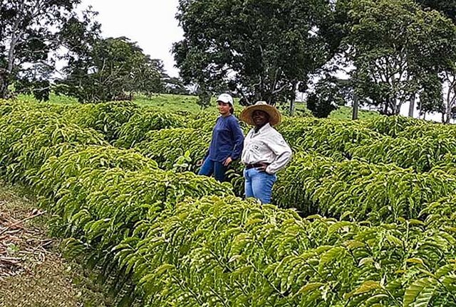 Propriedade diversificada, contempla criação de peixes, gado leiteiro, e este ano, fez a primeira colheita de café clonal - Gente de Opinião