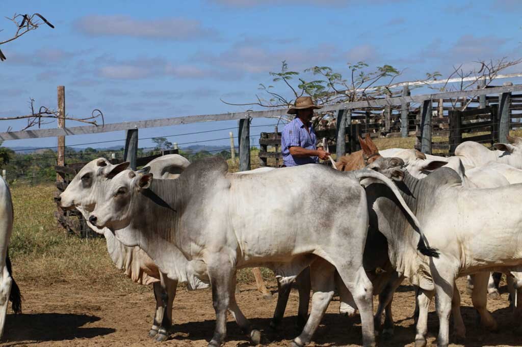 DIA DO PECUARISTA: governador Marcos Rocha celebra qualidade e competitividade da carne bovina de Rondônia - Gente de Opinião