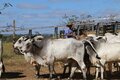 DIA DO PECUARISTA: governador Marcos Rocha celebra qualidade e competitividade da carne bovina de Rondônia