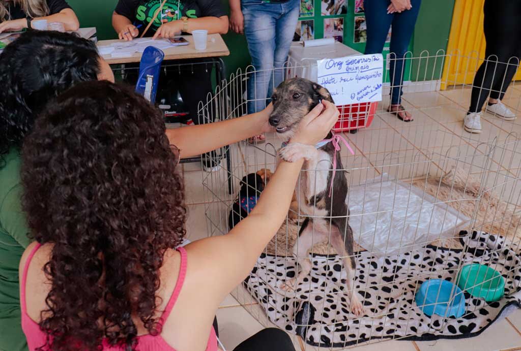 O objetivo da ação é mobilizar a comunidade para a adoção responsável de cães e gatos - Gente de Opinião