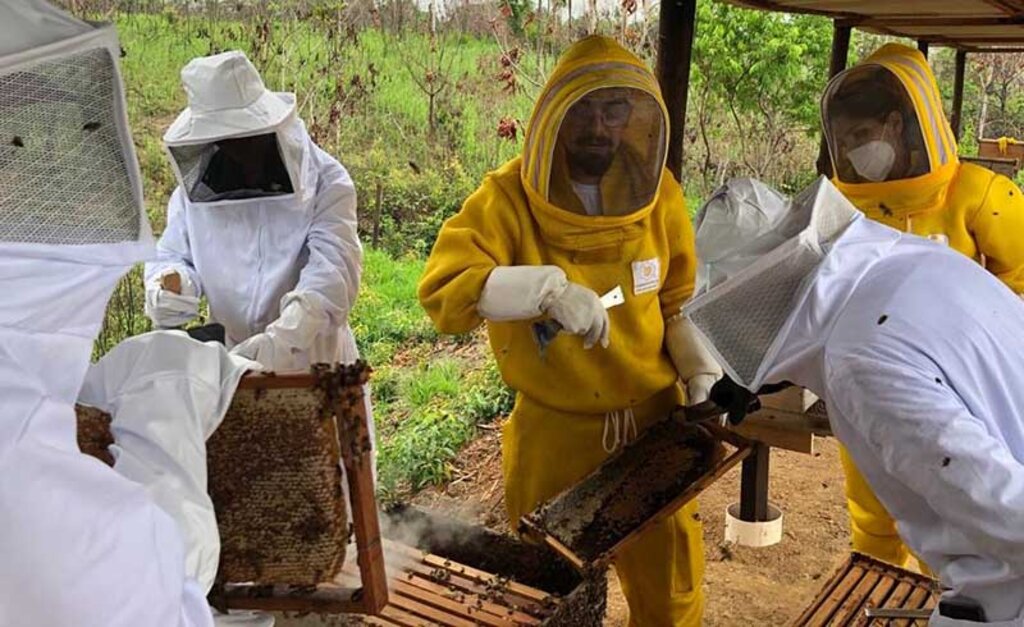 A criação de abelhas com ferrão e abelhas nativas sem ferrão é significativa em Rondônia - Gente de Opinião