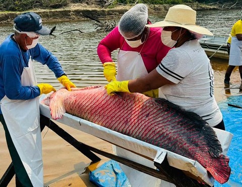 Governo de RO impulsiona manejo sustentável do Pirarucu com impacto econômico nas comunidades tradicionais