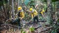 Operação Temporã: ação conjunta reduz em 71,5% as áreas atingidas por incêndios no Parque Estadual de Guajará-Mirim