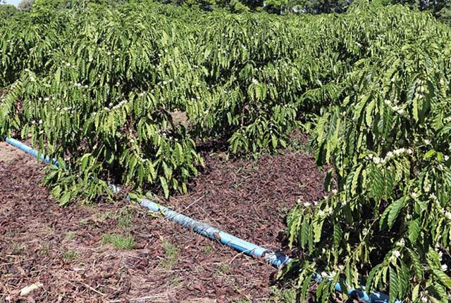 A irrigação por gotejo ou microaspersão atende a necessidade da planta com menor volume de água - Gente de Opinião