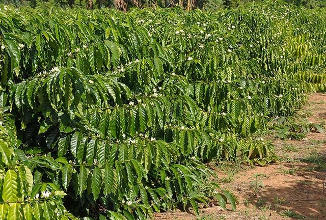 Uso de tecnologia da irrigação consegue controlar o período da florada do café - Gente de Opinião