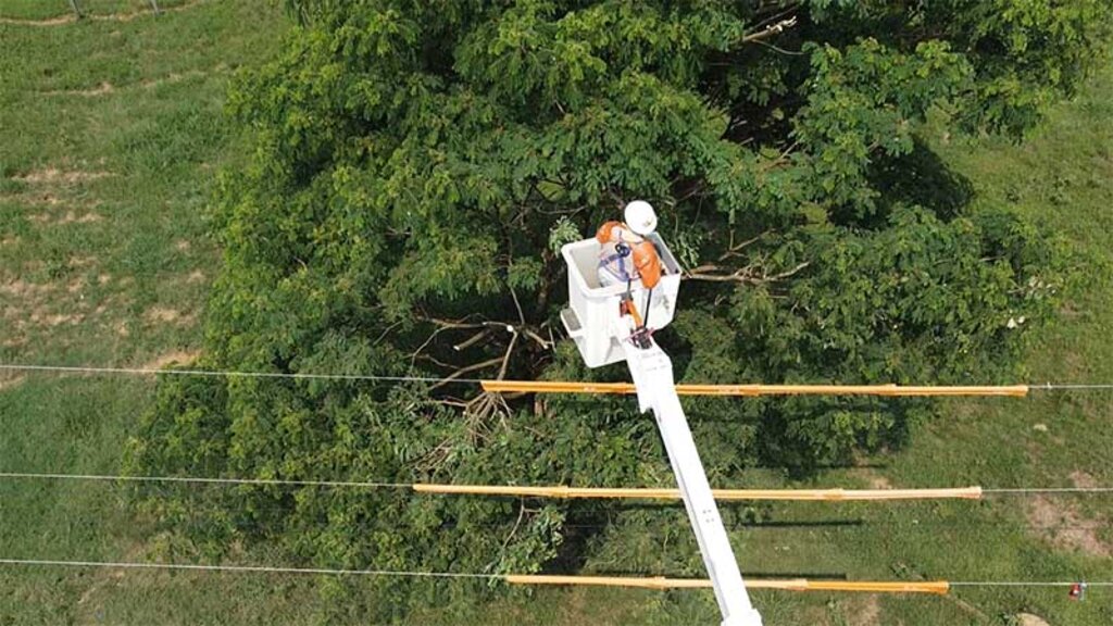 Poda preventiva e plantio adequado de árvores são fundamentais para garantir a segurança da rede elétrica - Gente de Opinião