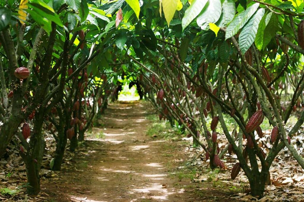 A cacauicultura prospera no estado.Rondônia é o 4º maior produtor de cacau do Brasil,e o segundo na região Norte - Gente de Opinião