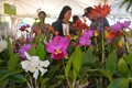 Festival de Flores de Holambra começa em Porto Velho no dia 29 de novembro