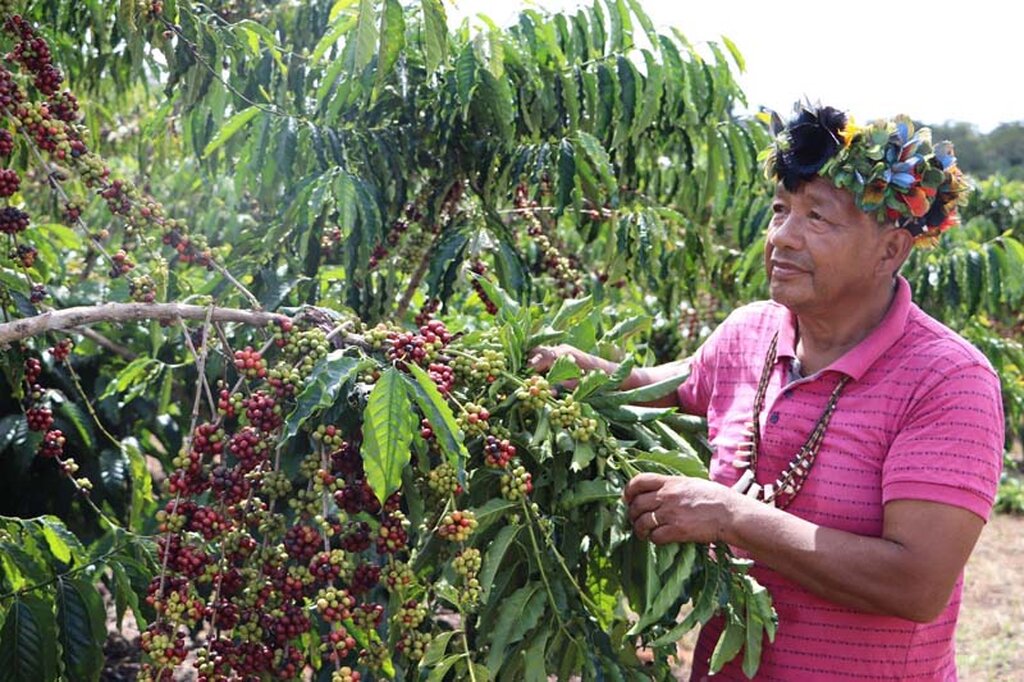 Governo de Rondônia Impulsiona a Cafeicultura Indígena com assistência, inovação e sustentabilidade - Gente de Opinião