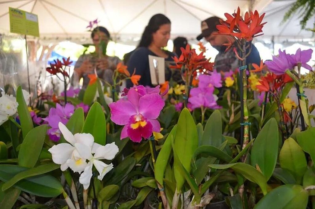 Festival de Flores de Holambra começa em Porto Velho no dia 29 de novembro - Gente de Opinião