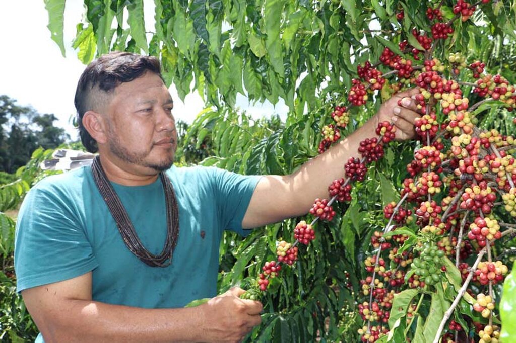 Governo de Rondônia Impulsiona a Cafeicultura Indígena com assistência, inovação e sustentabilidade - Gente de Opinião