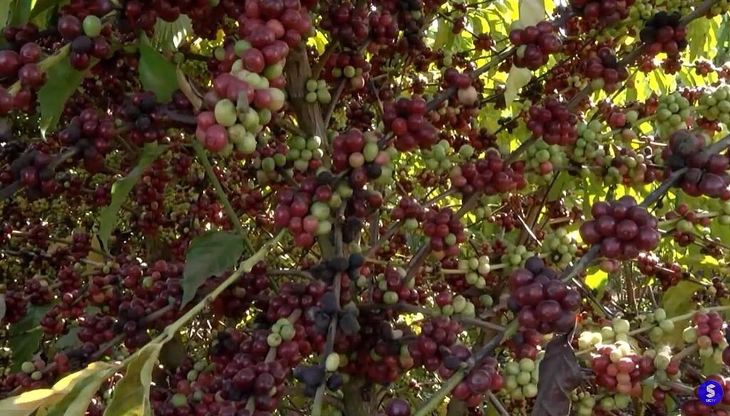 Na China, governador Marcos Rocha diz que Rondônia vai produzir 3 milhões de sacas de café - Gente de Opinião