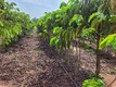 Conhecido pelo cultivo de grãos, Cone Sul de Rondônia prospera com produção de café