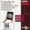 Curso on-line para produção de castanheira-da-amazônia em miniestufa tem inscrições abertas