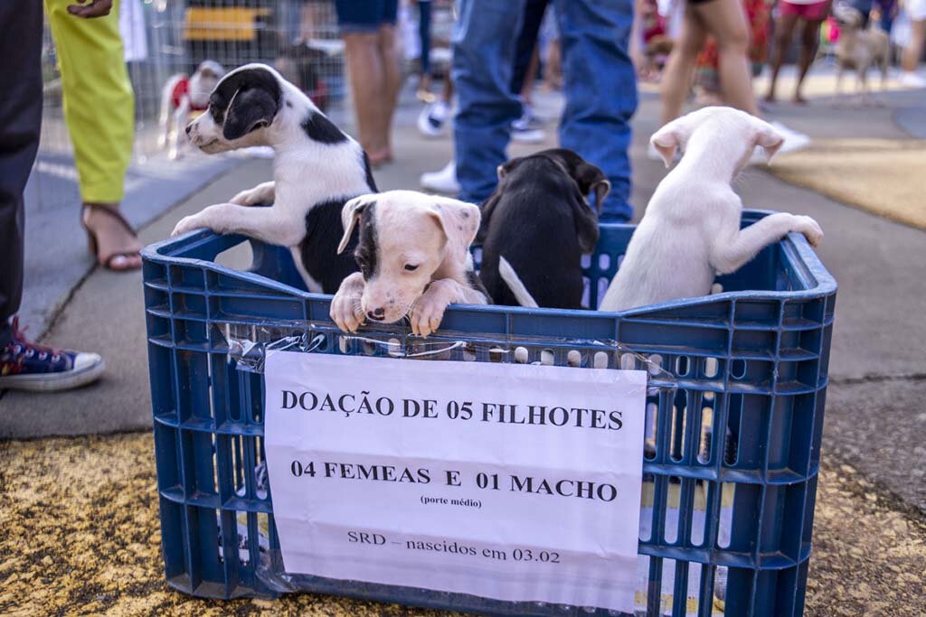 Adoção responsável é um ato de amor que transforma vidas - Gente de Opinião