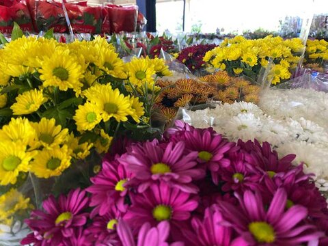 Festival de Flores de Holambra chega a Porto Velho e já encanta visitantes