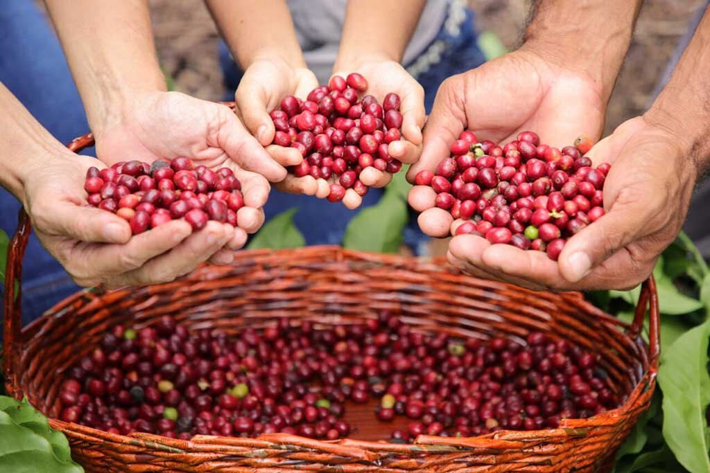 O Governo de Rondônia tem impulsionado a cafeicultura do estado, desde o apoio a produção até o aumento da visibilidade dos cafés rondonienses no mercado global - Gente de Opinião