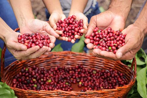 Café de Rondônia se destaca no cenário nacional e internacional com prêmios e reconhecimentos