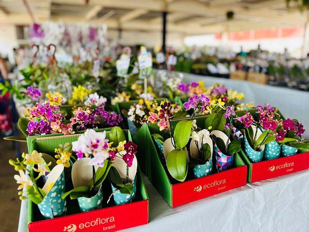 Festival de Flores de Holambra traz beleza e solidariedade a Porto Velho - Gente de Opinião