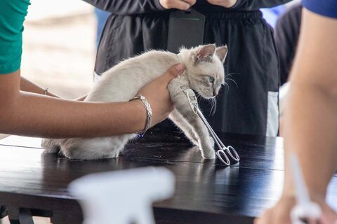 Porto Velho oferece atendimento veterinário gratuito para cães e gatos