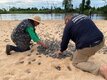 Ação realizada pelo governo de Rondônia promove soltura de mais de 177 mil filhotes de tartarugas, no Parque Estadual Corumbiara