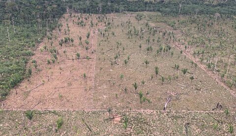 MPRO investiga desmatamento de área maior que 600 campos de futebol de floresta em Rondônia