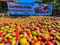 Municípios de Rondônia se destacam como grandes produtores de café