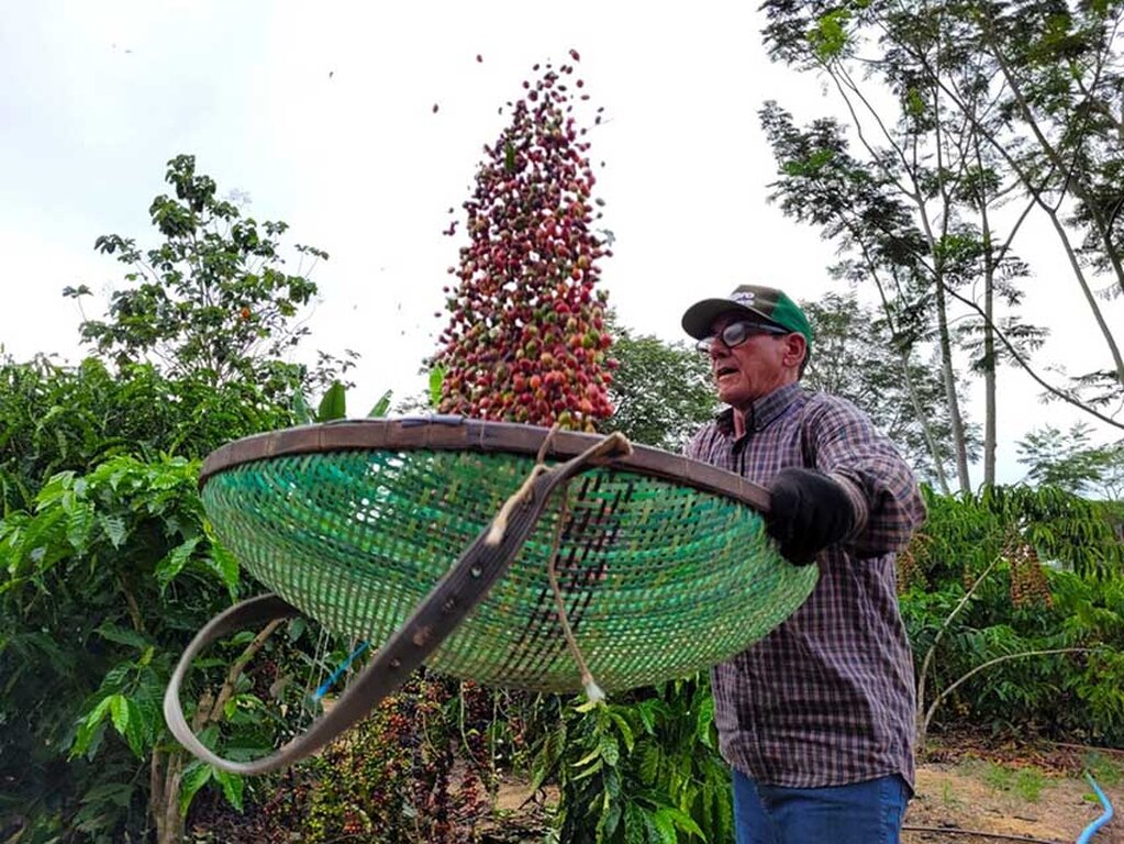 Rondônia entra no Top 5 dos maiores exportadores de café do Brasil em 2024: um marco histórico   - Gente de Opinião