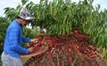 Rondônia faz história: Gestão Marcos Rocha alcança ranking dos principais exportadores de café do Brasil em 2024